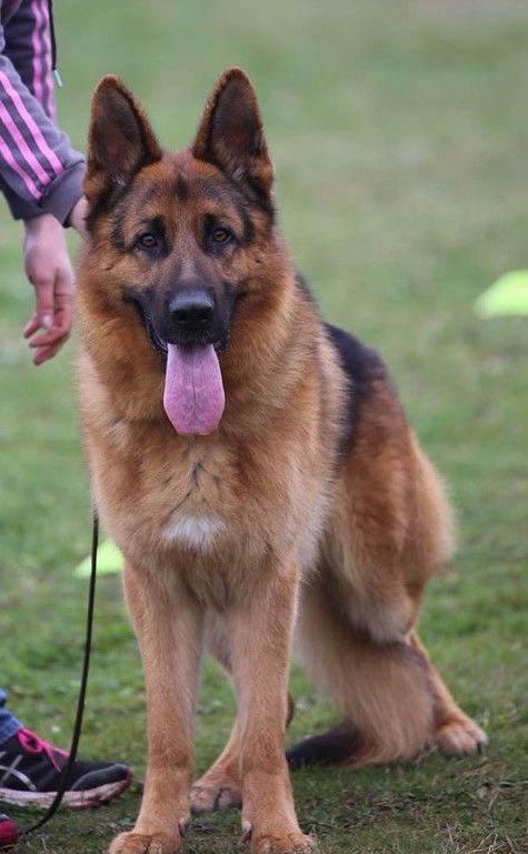 Maestro dit mantos De la cascade enchantée - 2ième Très prometteur
