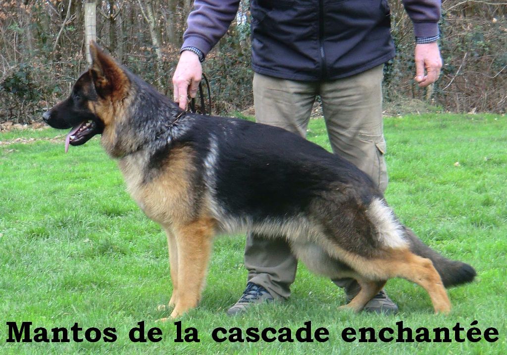 Maestro dit mantos De la cascade enchantée - 1er Très prometteur