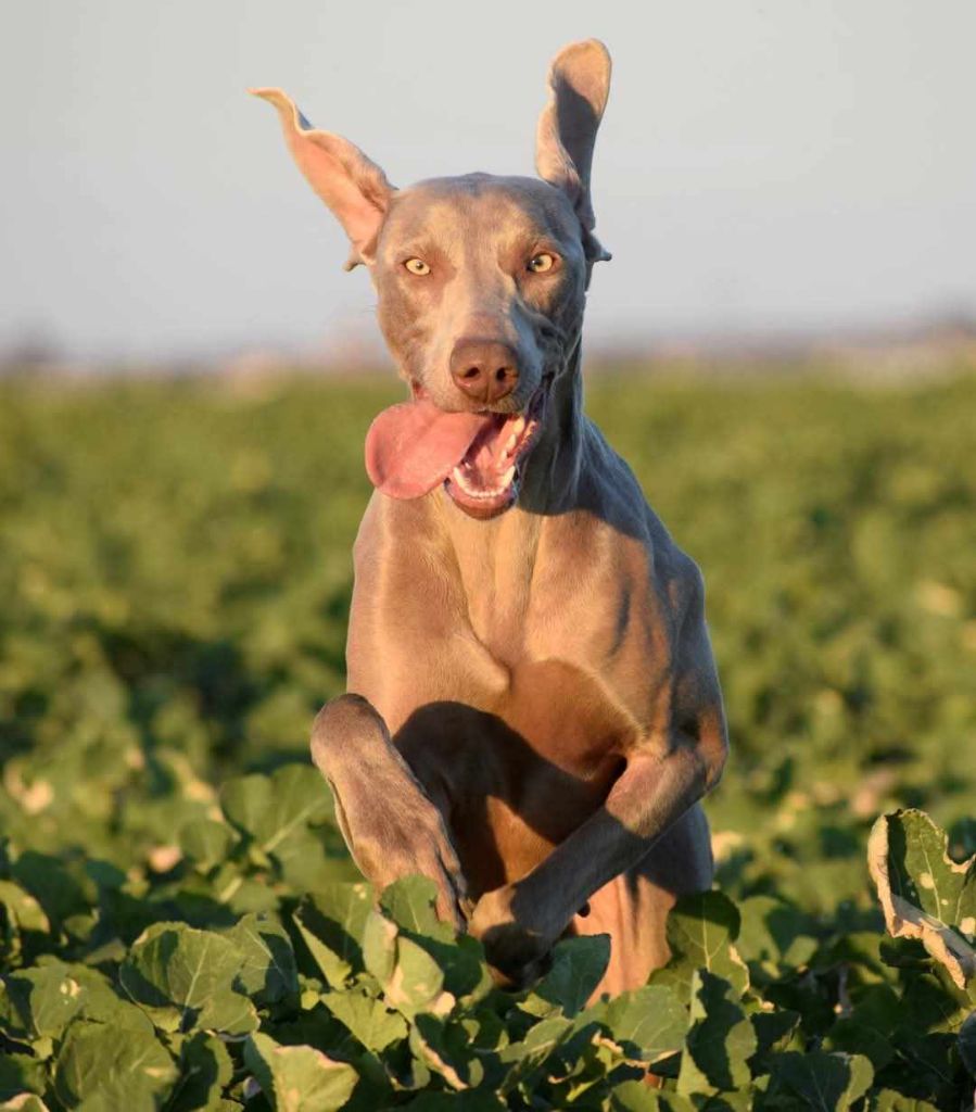Publication : du colombier de bel air Auteur : Alexandre BERTHEAU