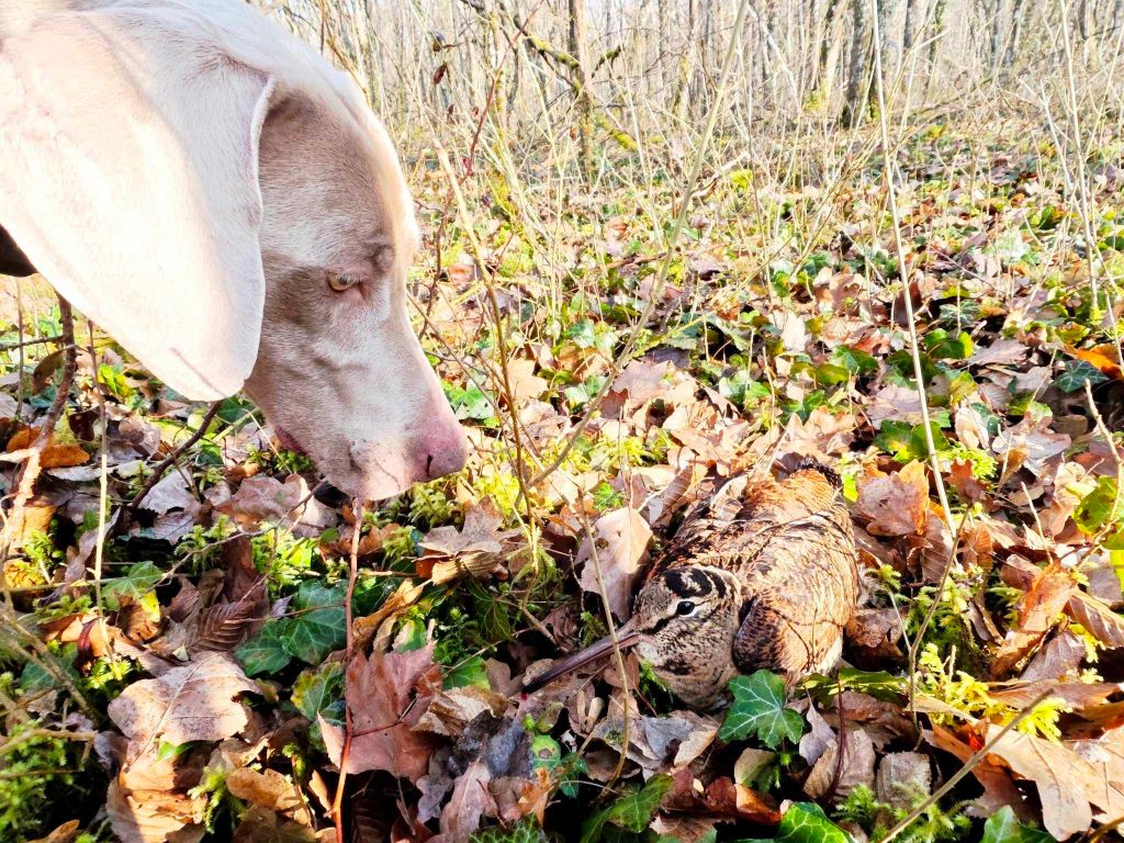 Publication : du colombier de bel air Auteur : Alexandre BERTHEAU