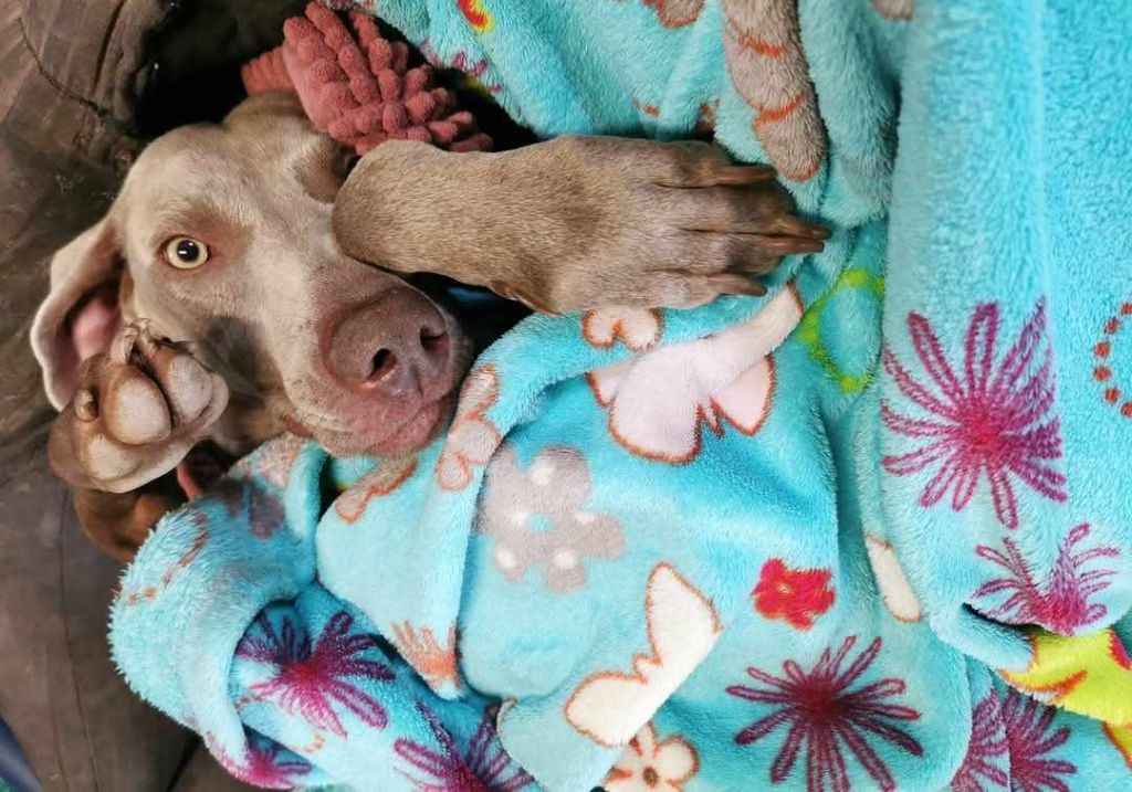 Publication : du colombier de bel air Auteur : Alexandre BERTHEAU