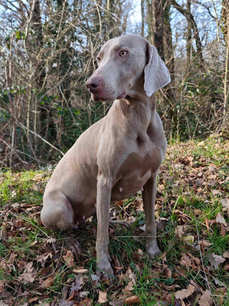 Publication : du colombier de bel air Auteur : Alexandre BERTHEAU