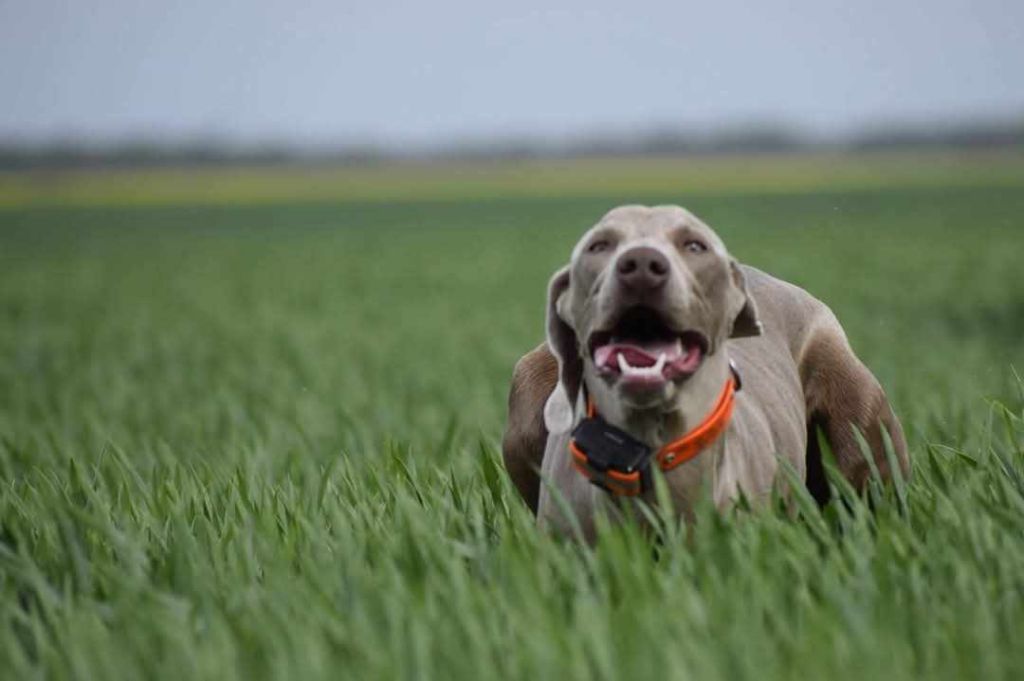 Publication : du colombier de bel air Auteur : Alexandre BERTHEAU