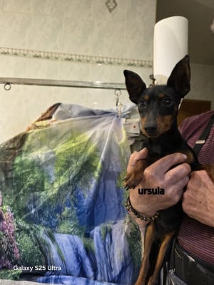 des coteaux du chêne pleureur