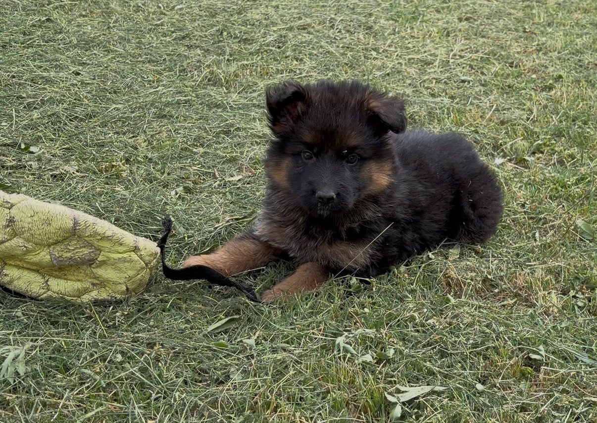 Chiot N°1 - Berger Allemand Poil Long