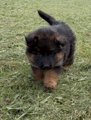 Les chiots de Berger Allemand Poil Long