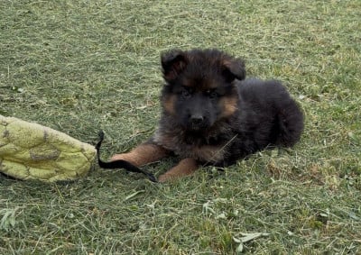 Les chiots de Berger Allemand Poil Long