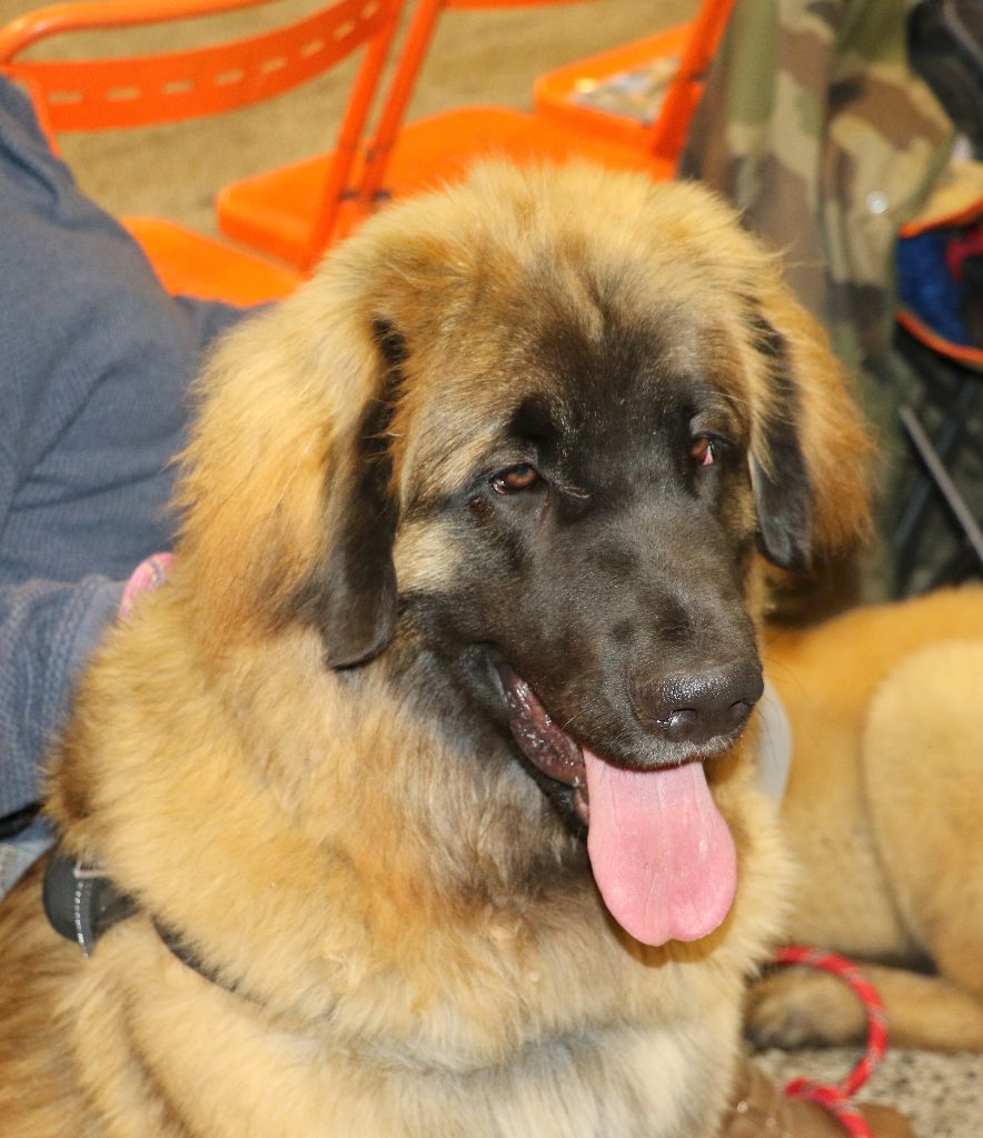 Mon phénix gretsh mesii Du rameau d'acacia - 1er Excellent (Meilleure Jeune)