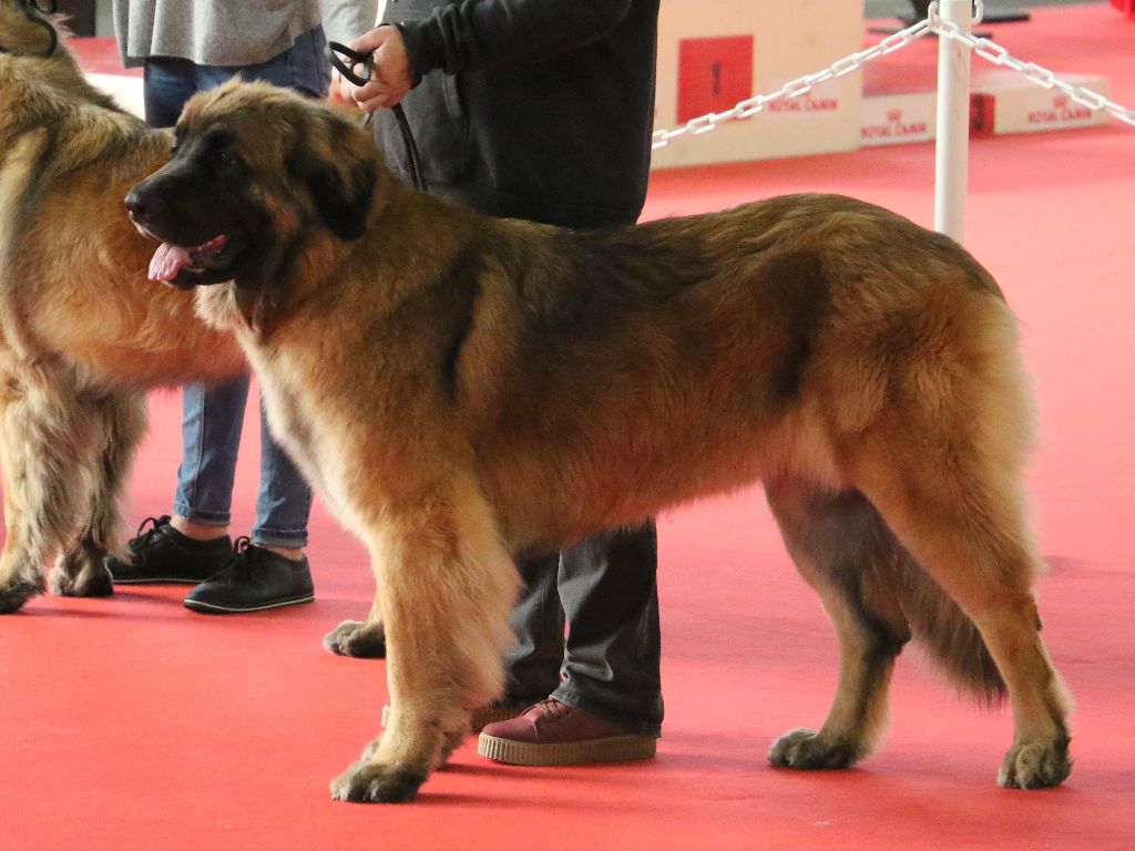 Mon phénix gretsh mesii Du rameau d'acacia - 3 ème Excellent (Intermédiaire)