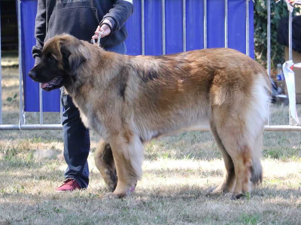 Mon phénix gretsh mesii Du rameau d'acacia - 2ème Excellent (Intermédiaire)