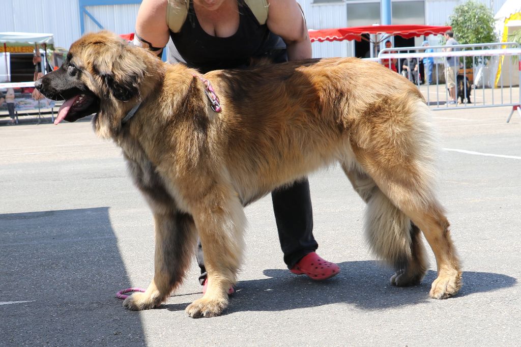Mon phénix gretsh mesii Du rameau d'acacia - 1er Excellent (Intermédiare) CAC, CACIB, Meilleur de Race
