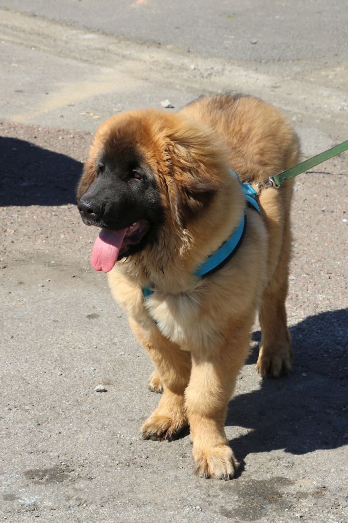 Mon phénix gretsh mesii Du rameau d'acacia - Très Prometteur (classe Baby) Meilleur Baby