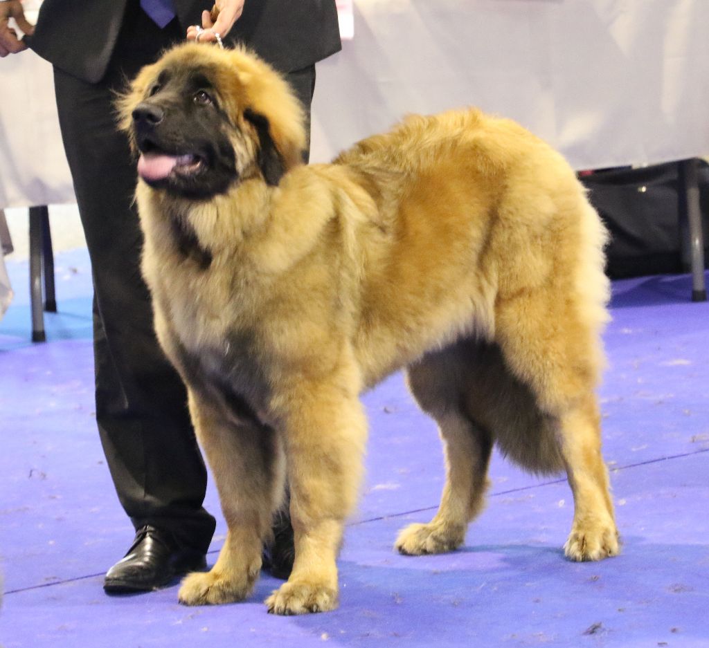 Mon phénix gretsh mesii Du rameau d'acacia - Très Prometteur (classe Puppy)