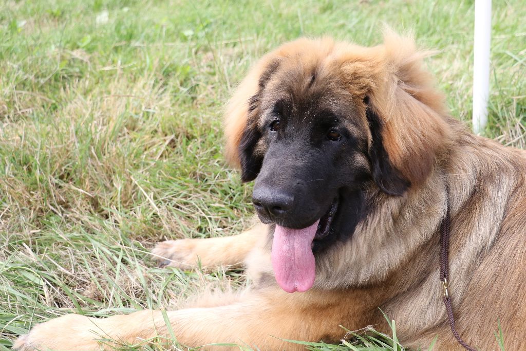 Mon phénix gretsh mesii Du rameau d'acacia - Très Prometteur (Puppy) Meilleur Puppy