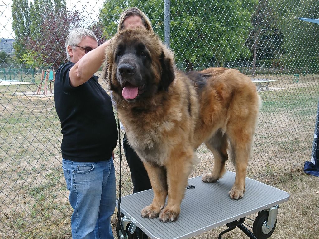 Mon phénix gretsh mesii Du rameau d'acacia - Excellent (Intermédiaire)