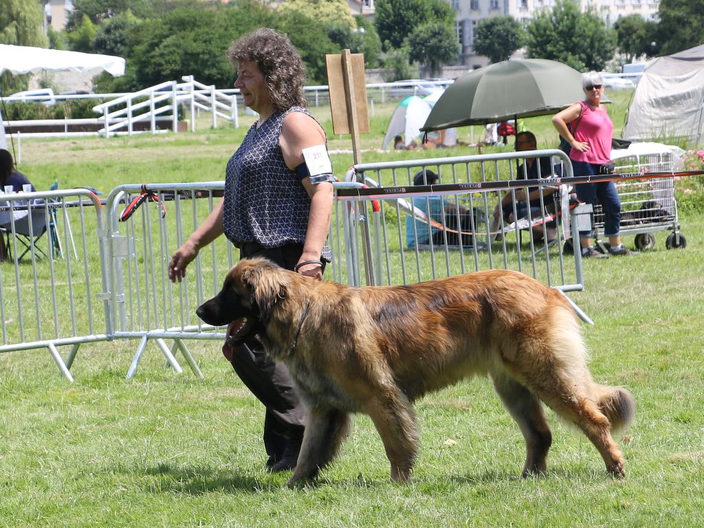Mon phénix gretsh mesii Du rameau d'acacia - 1er Excellent (Intermédiare) CAC