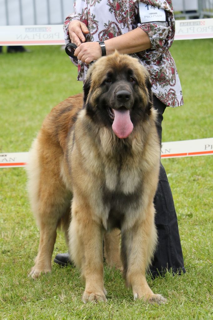Mon phénix gretsh mesii Du rameau d'acacia - 1er Excellent (Ouverte) CAC Meilleure de Sexe Opposé