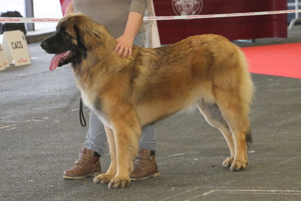 Mon phénix gretsh mesii Du rameau d'acacia - 1er Excellent (Jeune) Meilleur Jeune, Meilleur de Race