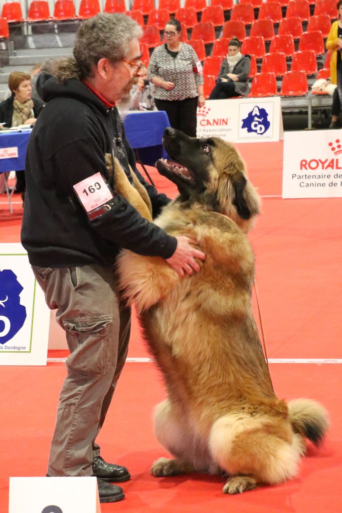 Mon phénix gretsh mesii Du rameau d'acacia - 2ème Excellent (Intermédiaire)