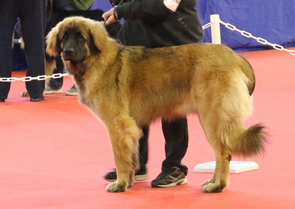 Mon phénix gretsh mesii Du rameau d'acacia - 2ème Excellent (Jeune)