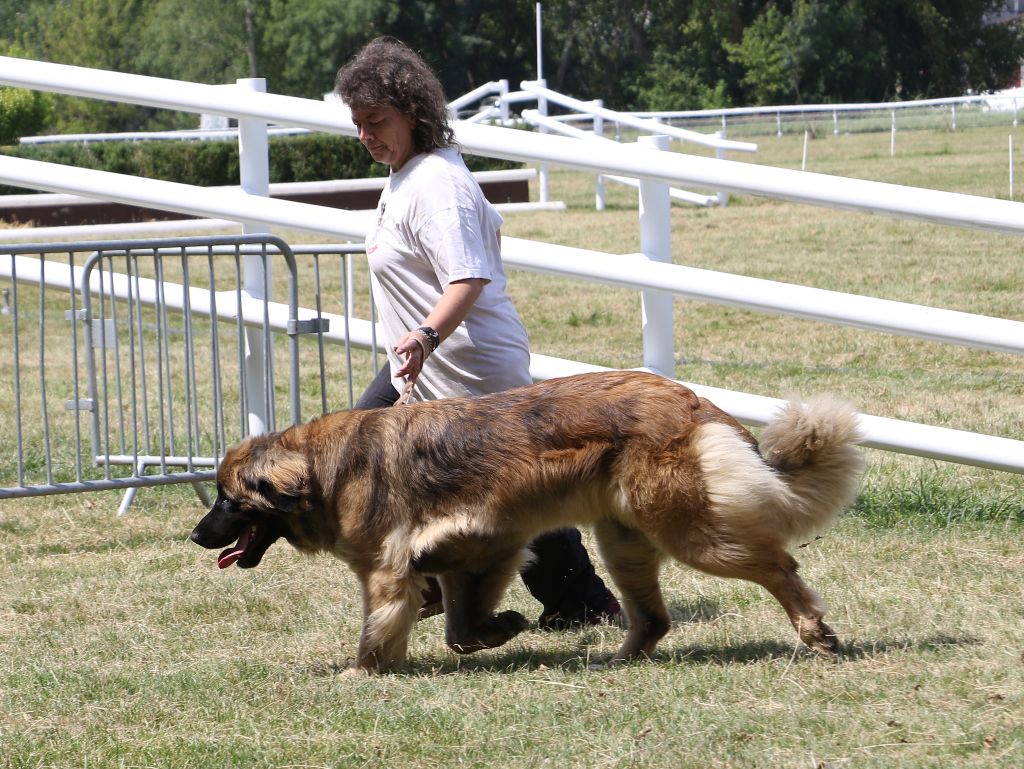 Mon phénix gretsh mesii Du rameau d'acacia - 1er Excellent (Ouverte) CAC Meilleur de Race