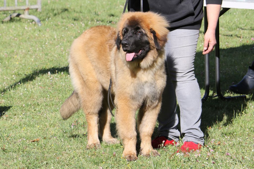 Mon phénix gretsh mesii Du rameau d'acacia - Prometteur (Classe Bout de Chou)