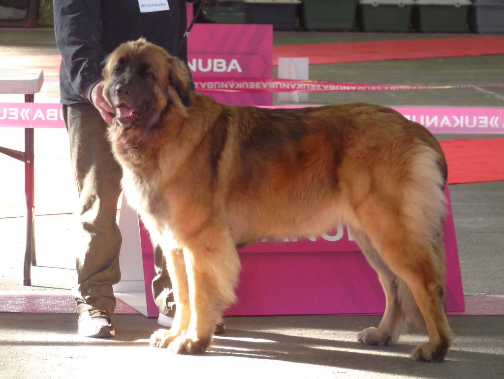Mon phénix gretsh mesii Du rameau d'acacia - 2ème Excellent (Intermédiaire)