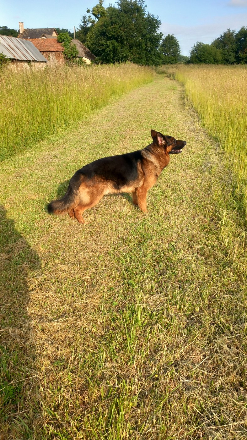 Simpson des Collines du Boischaut