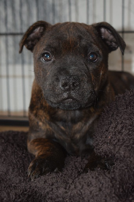 Les chiots de Staffordshire Bull Terrier