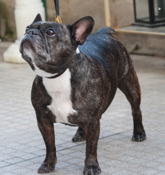 Vodka De la rose des neiges