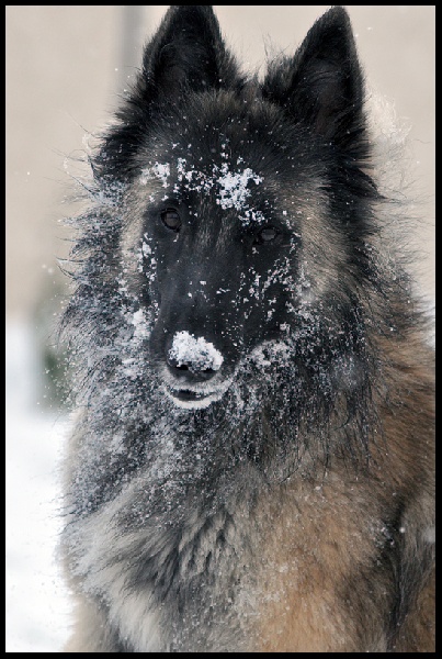 Publication : Des Dunes De Diamants Auteur : V. RICARD