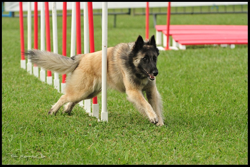 Publication : Des Dunes De Diamants Auteur : V. RICARD