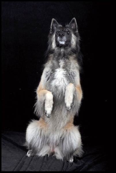 Publication : Des Dunes De Diamants Auteur : V. RICARD