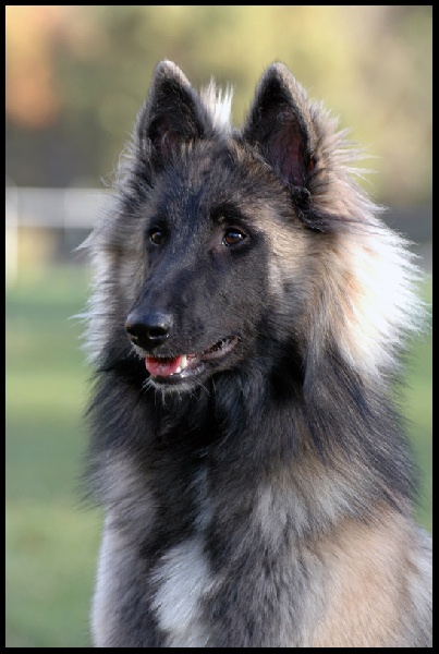 Publication : Des Dunes De Diamants Auteur : V. RICARD