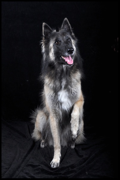 Publication : Des Dunes De Diamants Auteur : V. RICARD