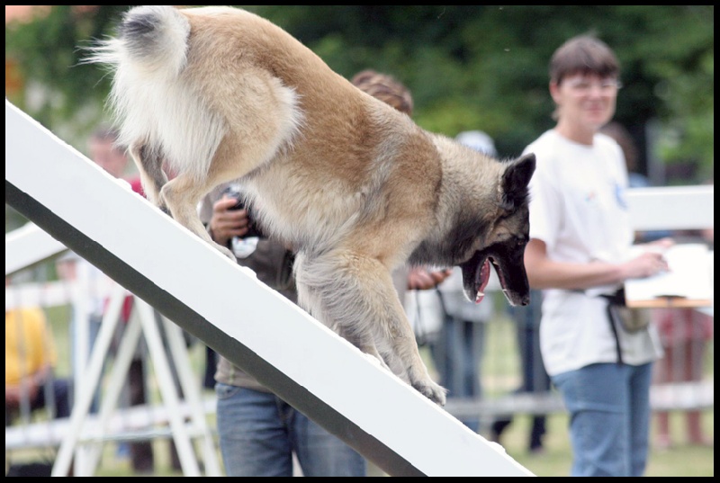 Dune de sable des loups d'Aquitaine - 4ème - Sélection pour la finale