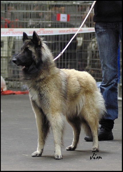 Dune de sable des loups d'Aquitaine - 1ère Excellent - Classe Ouverte