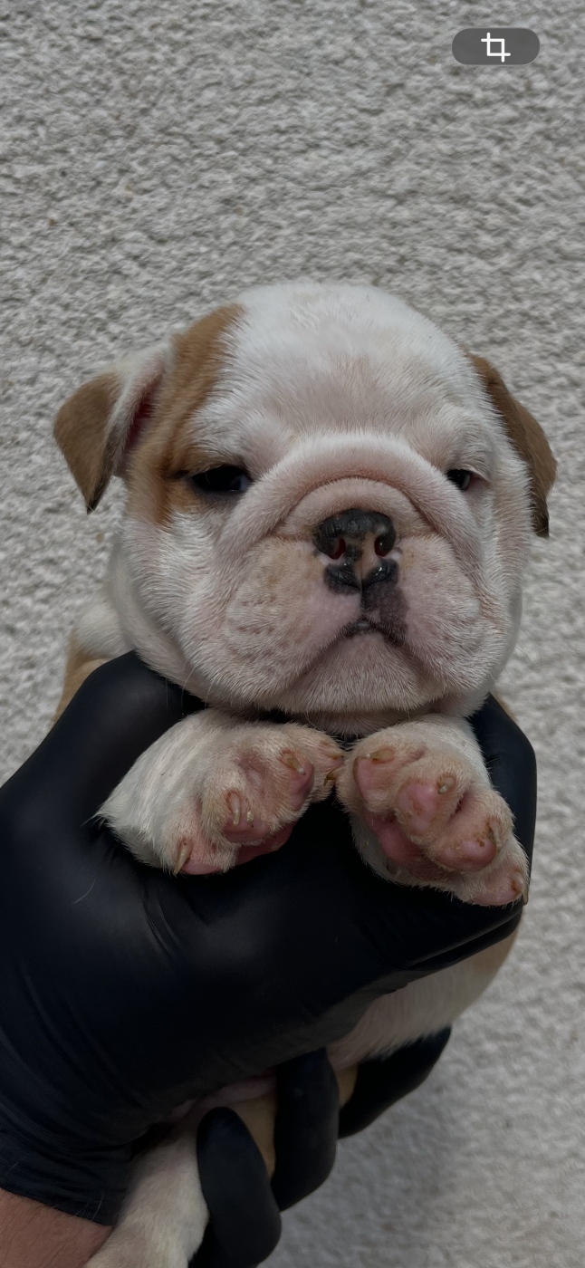 Bulldog Anglais - British Bulls Of Provins