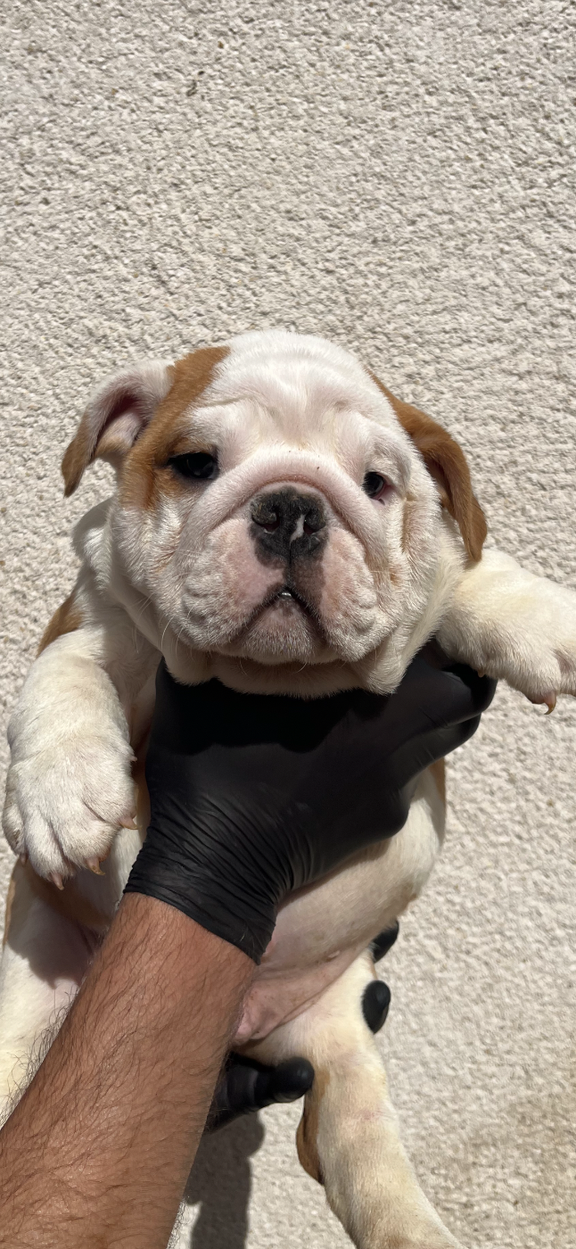 Chiot N°2