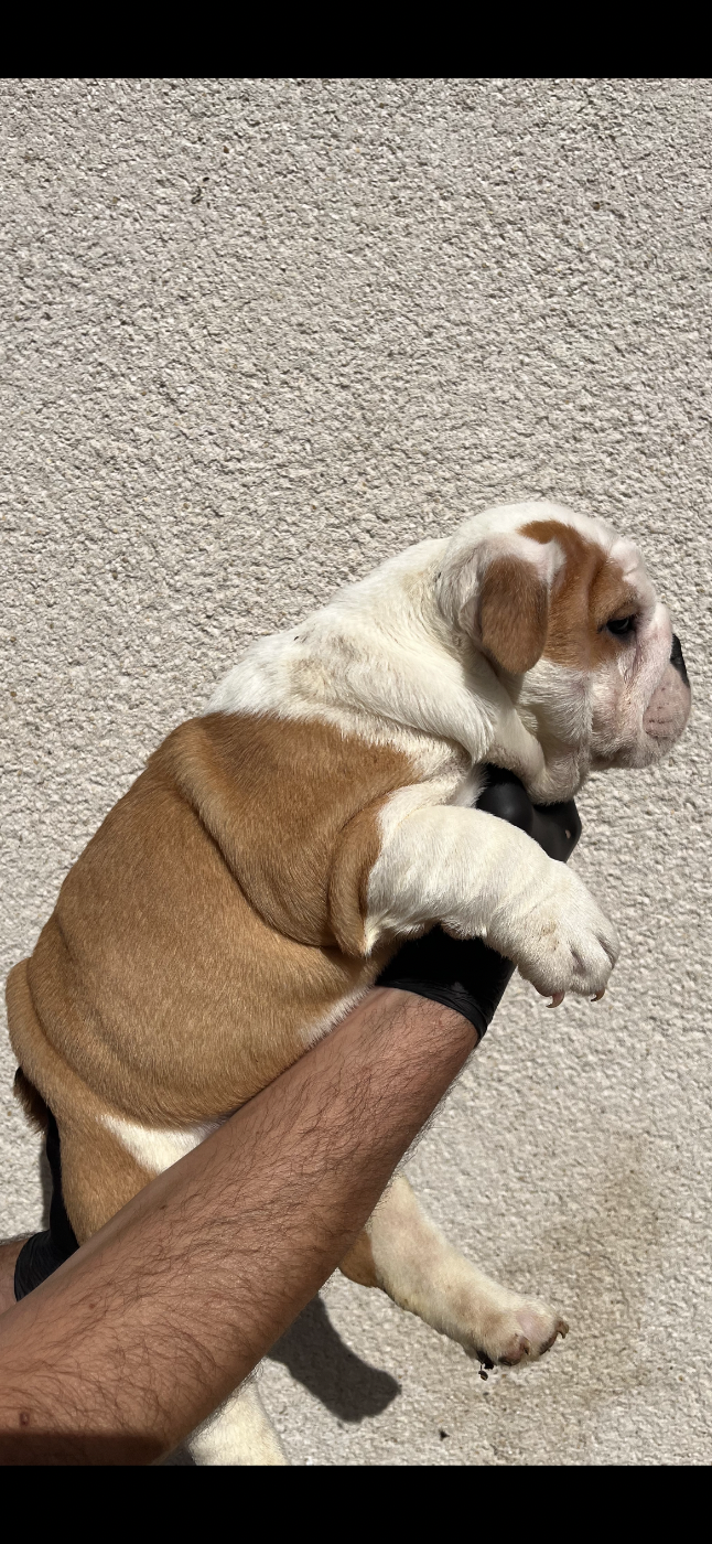 Chiot N°2