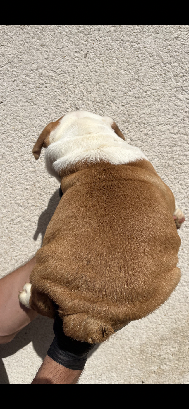Chiot N°2