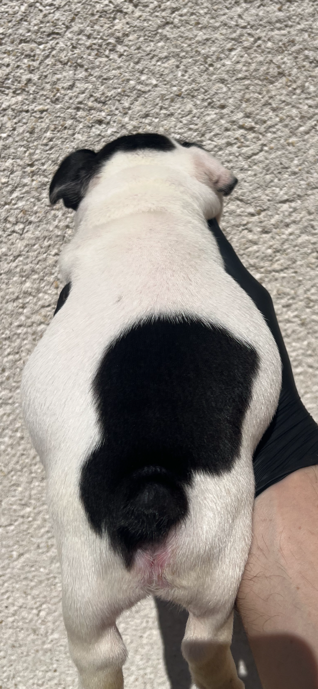 Chiot N°1