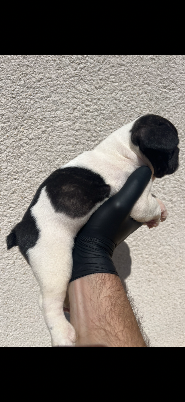Chiot N°2