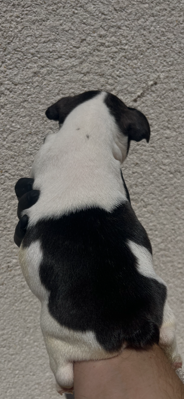 Chiot N°2