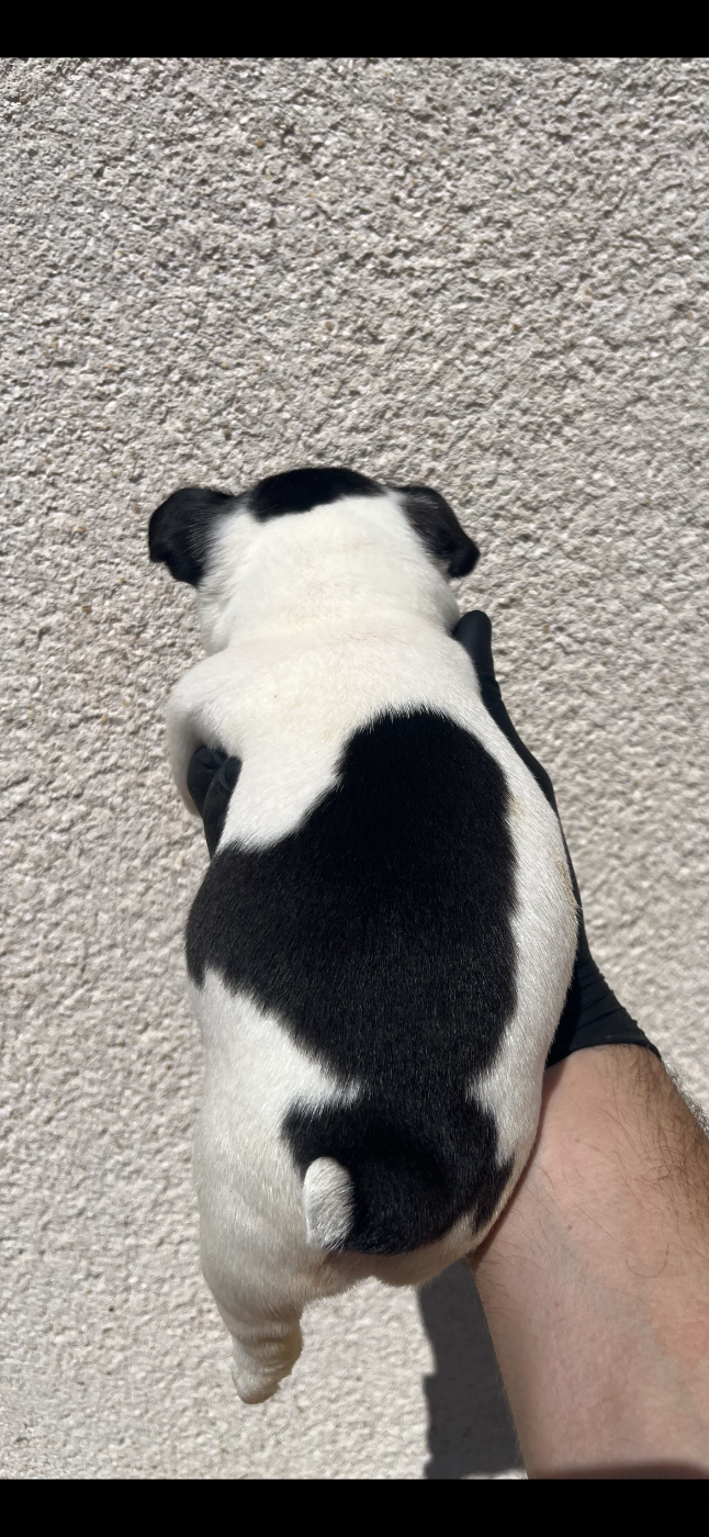 Chiot N°3