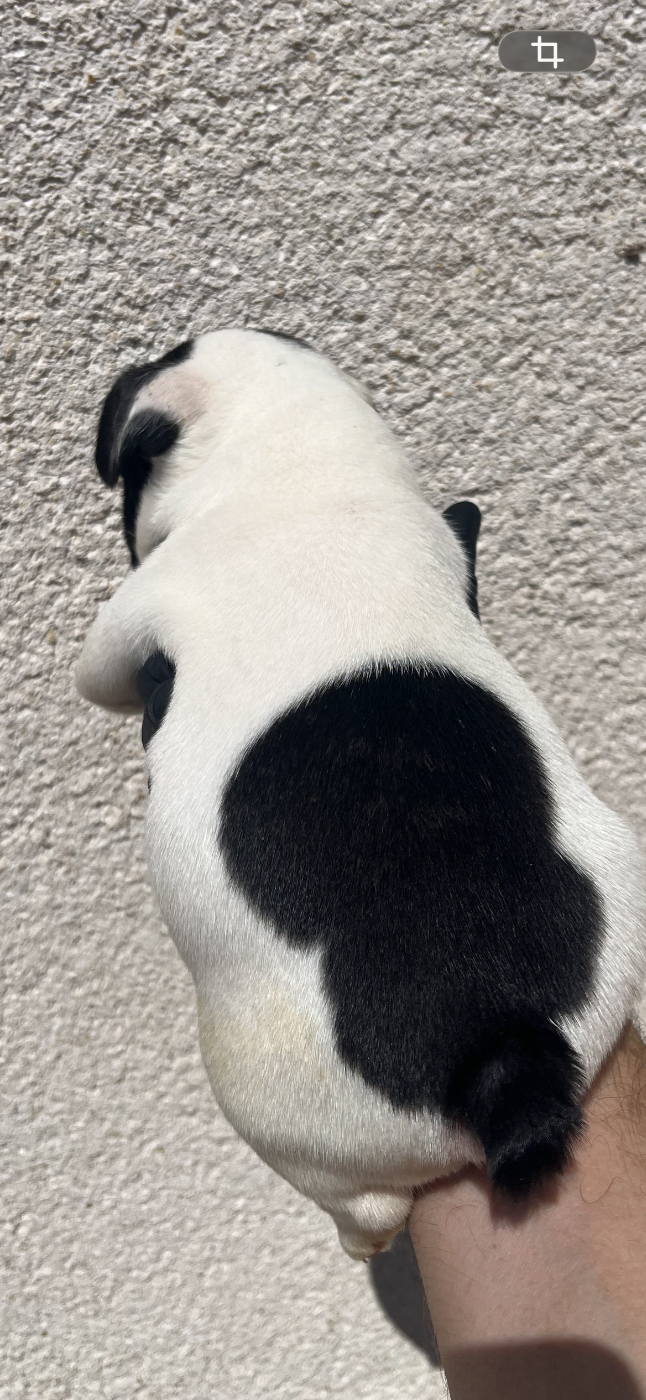 Chiot N°4