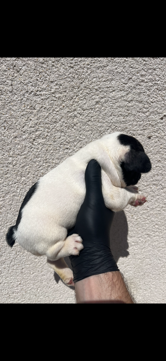 Chiot N°4