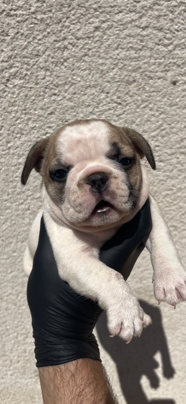 Chiot N°5