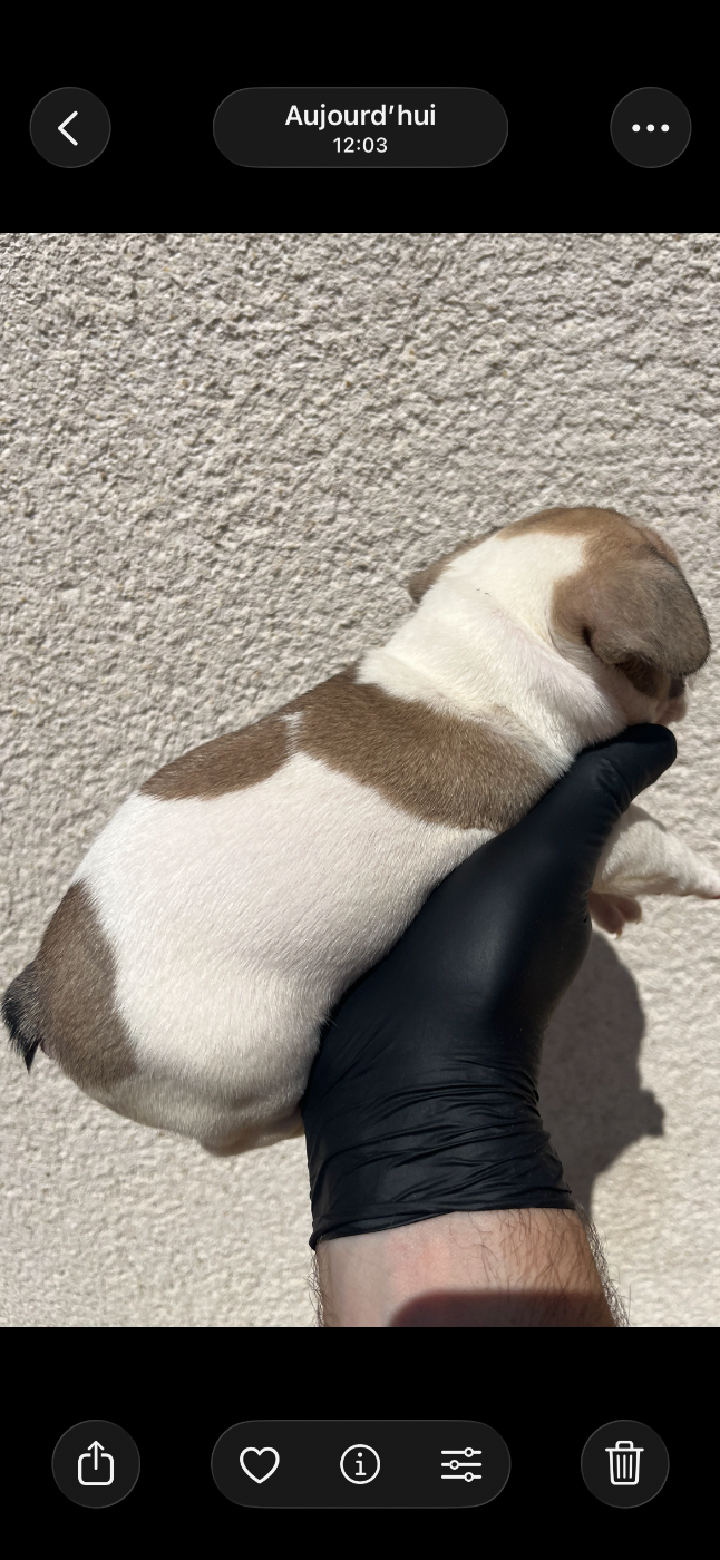 Chiot N°5
