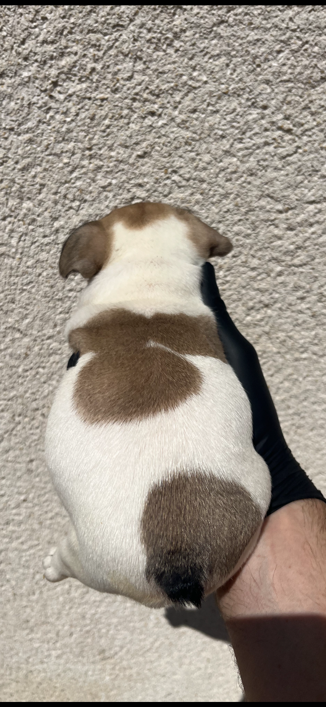 Chiot N°5